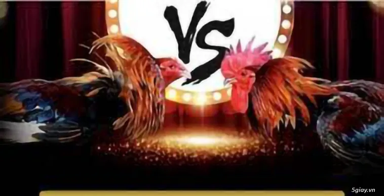 Đá Gà Win55 Đấu Trường Danh Vọng Cho Các Kê Thủ Bất Bại