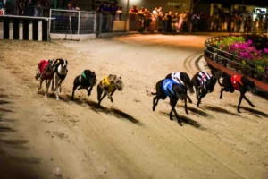 Hướng Dẫn Cá Cược Đua Chó Win55 Chinh Phục Mọi Đường Đua