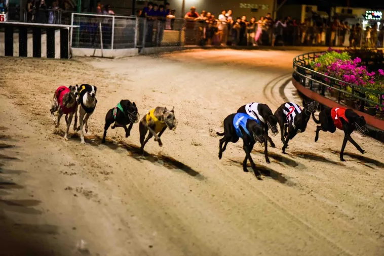 Hướng Dẫn Cá Cược Đua Chó Win55 Chinh Phục Mọi Đường Đua 1 Hướng Dẫn Cá Cược Đua Chó Win55 Chinh Phục Mọi Đường Đua