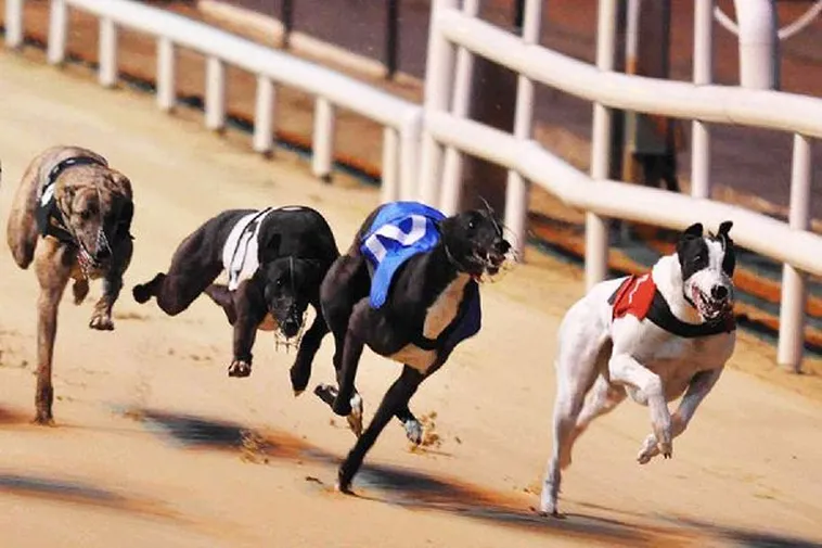 Hướng Dẫn Cá Cược Đua Chó Win55 Chinh Phục Mọi Đường Đua 2 Hướng Dẫn Cá Cược Đua Chó Win55 Chinh Phục Mọi Đường Đua