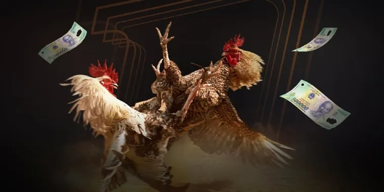 Đá Gà Win55 Đấu Trường Danh Vọng Cho Các Kê Thủ Bất Bại